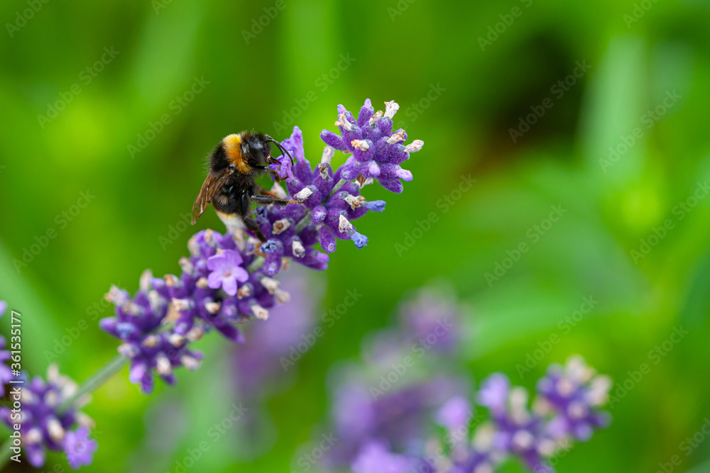 Close-up of a bumblebee on a blooming lavender Close-up of a bumblebee on a blooming lavender
