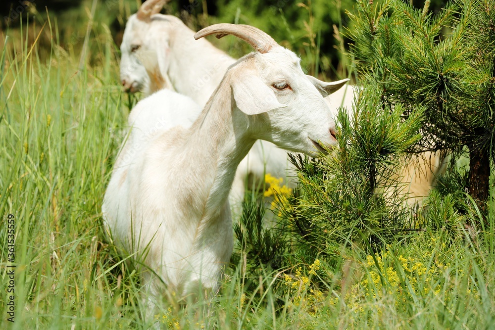 Obraz premium Goat goat goat goat autumn nature summer eat grass eat