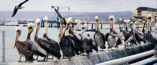 Pelicans line up on the coast, Algarrobo, Chile.
