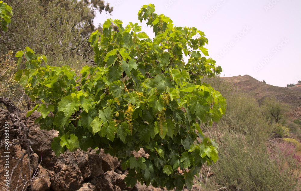 vine plant, Vitis vinifera, isolated on white