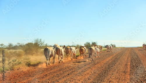 A herd of Australian cattle runs in line hard along a dirt road in the Outback of the Nortthern Territory of Australia photo