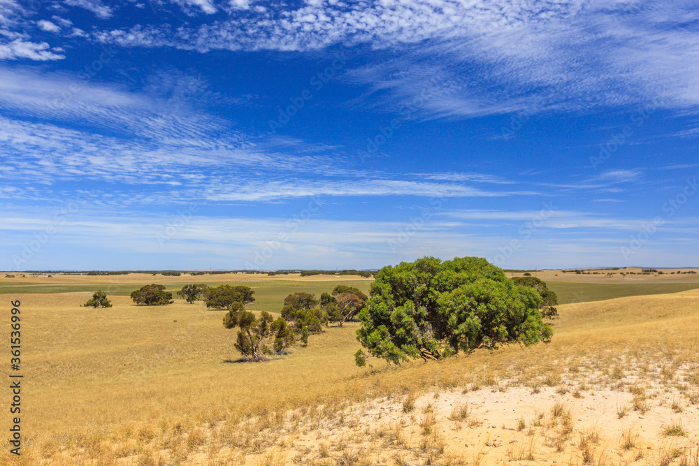 Windy landscape with hills of quartz sand with dry grass, scattered trees and shrubs and veil clouds with blue sky Windy landscape with hills of quartz sand with dry grass, scattered trees and shrubs and veil clouds with blue sky