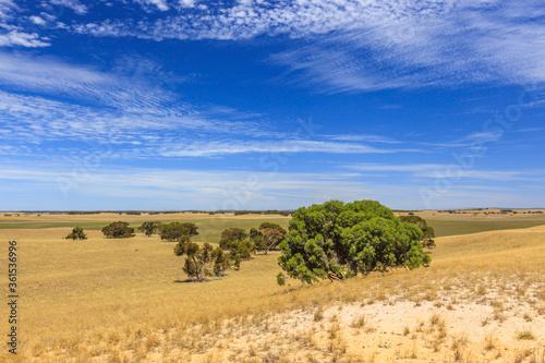 Windy landscape with hills of quartz sand with dry grass  scattered trees and shrubs and veil clouds with blue sky