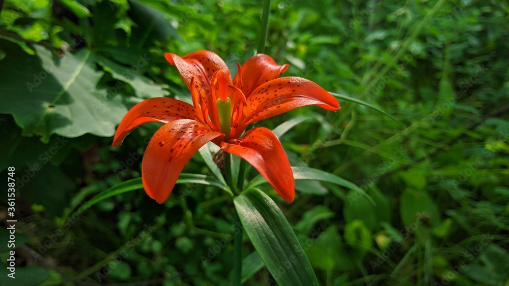 Lone lily deep in the forest. Lone lily deep in the forest.