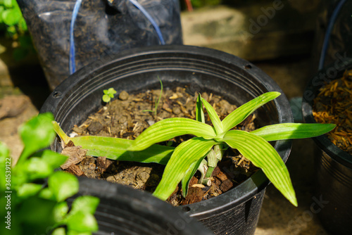 Angel grass ( Murdannia loriformis ) planted in a black plastic pot photo