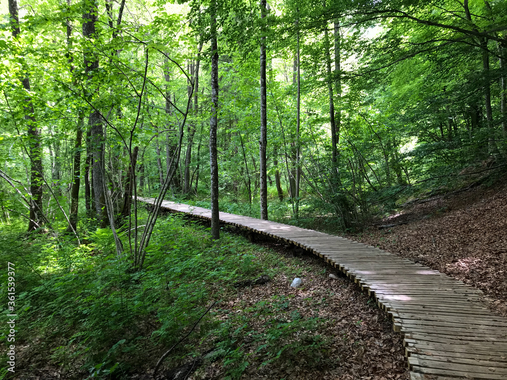 Fototapeta premium Forest Wooden Walkway