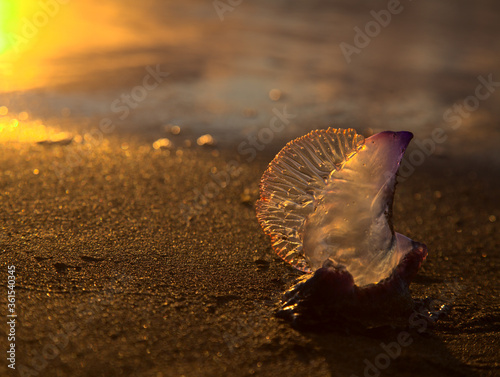 Blue bubble of flotation sail of Portuguese man of war dangerous jellyfish on Las Canteras, afternoon light
 photo