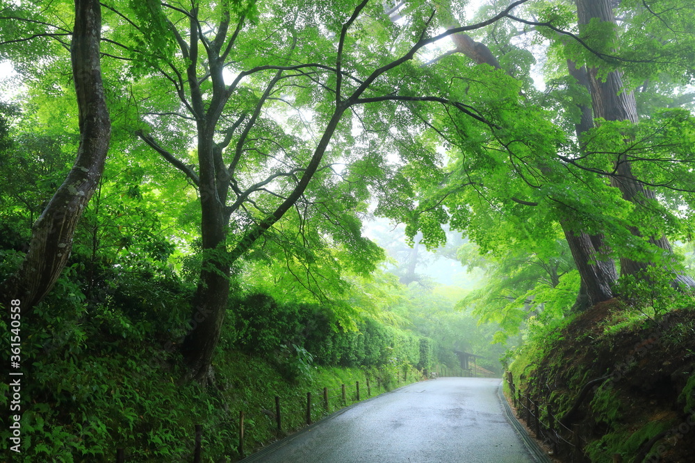 Obraz premium 世界遺産 霧の中尊寺