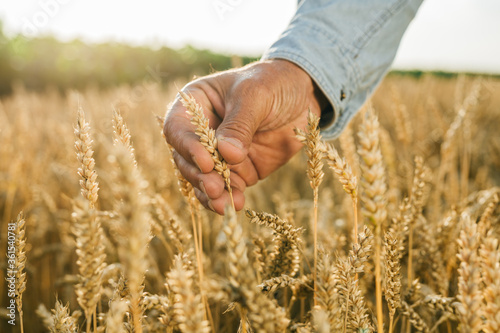 close up of hand holding wheat on wheat field