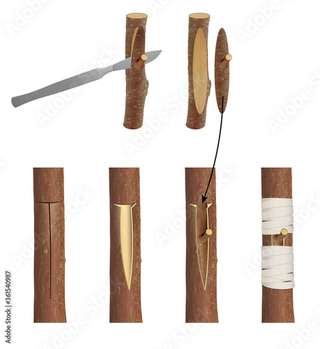 Trees grafting methods