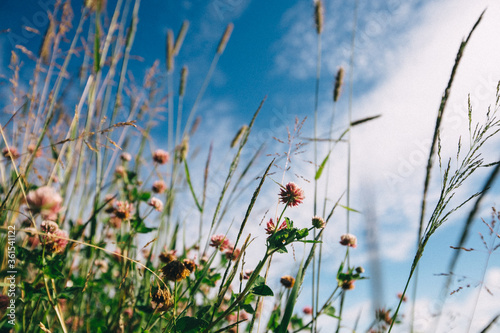 grass and sky © Наталья Маслова