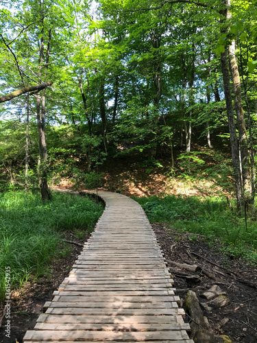 Forest Wooden Walkway