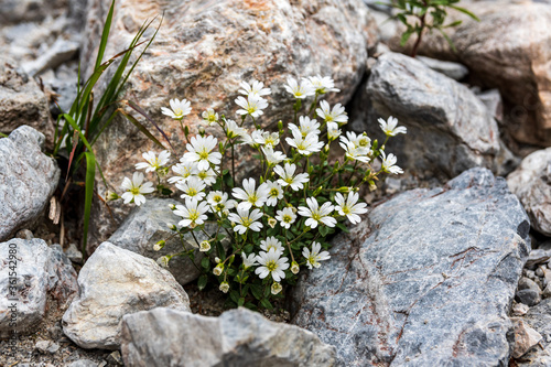 Cerastium alpinum or alpine mouse-ear sorrounded from stones at Karlschütt gorge in the Hochschwab mountain range in Styria, Austria
