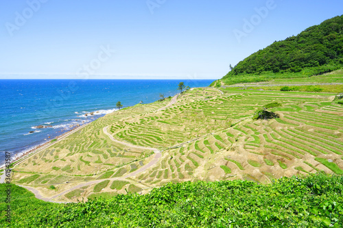 Shiroyone Senmaida Rice Terraces at Noto Peninsula, Ishikawa Pref., Japan photo