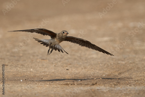 Collard Pratincole in flight, Bahrain © Dr Ajay Kumar Singh