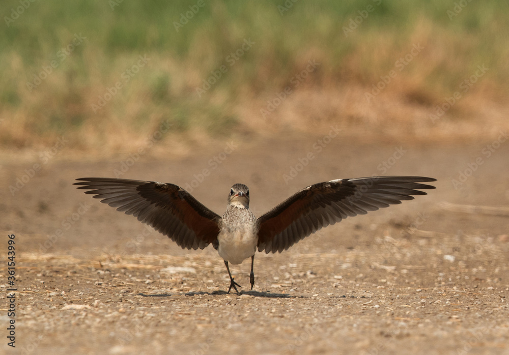 Obraz premium Collard Pratincole landing, Bahrain