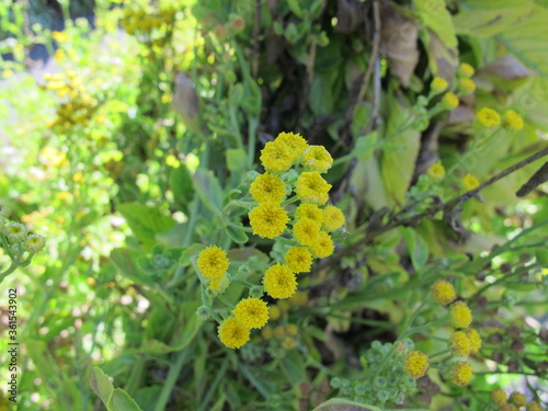 Yellow flowering costmary, Tanacetum balsamita, a medicinal plant in the garden