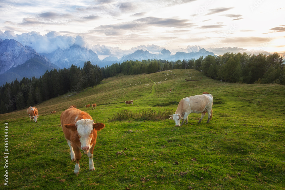 Herd of cows in a meadow in the Alps , Italy