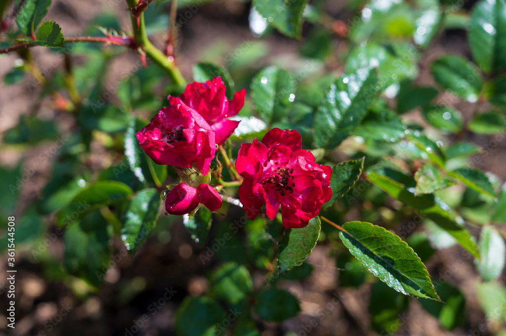 red rosebuds close up and green leaves on a Sunny day red rosebuds close up and green leaves on a Sunny day