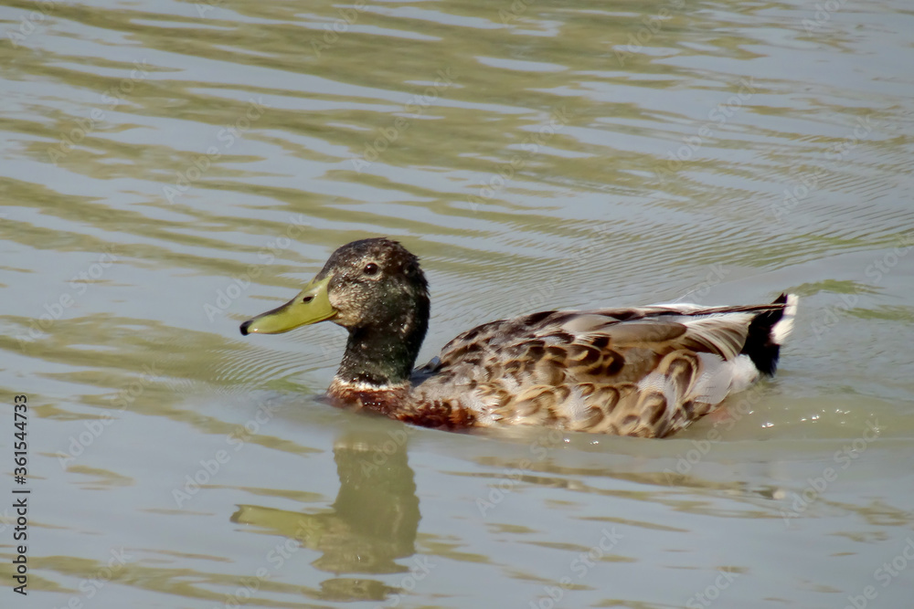 Obraz premium Anas platyrhynchos