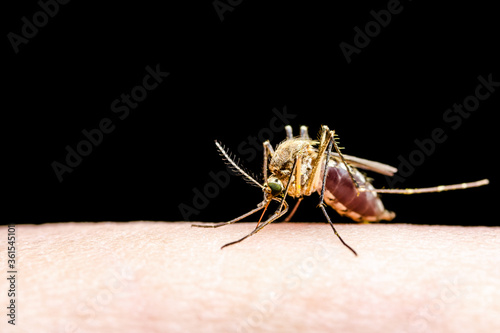 Dangerous Malaria Infected Mosquito Isolated on Black. Leishmaniasis, Encephalitis, Yellow Fever, Dengue, Malaria Disease, Mayaro or Zika Virus Infectious Culex Mosquito Parasite Insect Macro. © nechaevkon