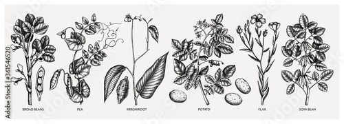 Hand-drawn agricultural plants  - potato, soy, beans, pea, arrowroot, flax sketches. Vector vegetables drawing in engraved style. Healthy farm product illustration. 