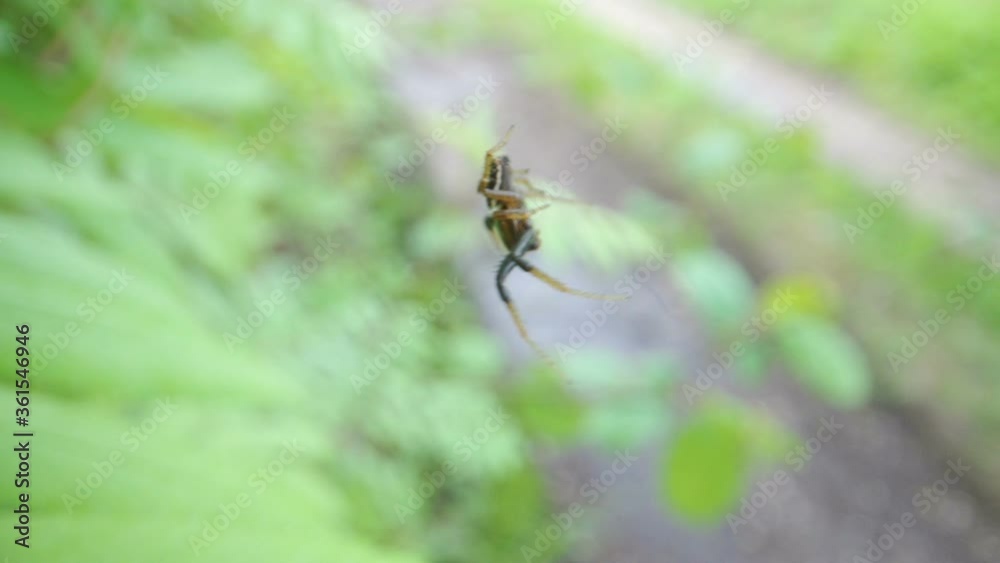 A hanging brown spider on the spider web A hanging brown spider on the spider web