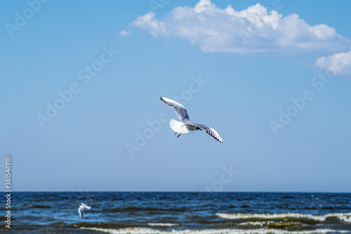 Two white sea gulls flying in the blue sunny sky over the coast of Baltic Sea.