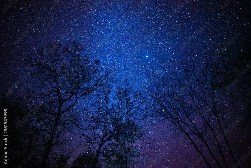 Star Sky night tree forground Abstract Background Star Sky night tree forground Abstract Background