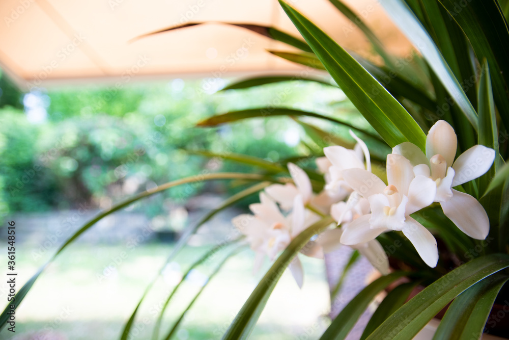 Fototapeta premium Cymbidium Sarah Jean „Ice Cascade“
