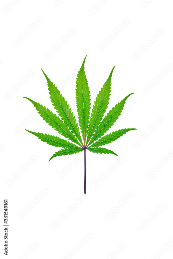 Fresh Cannabis leaf on plain background, isolated Fresh Cannabis leaf on plain background, isolated