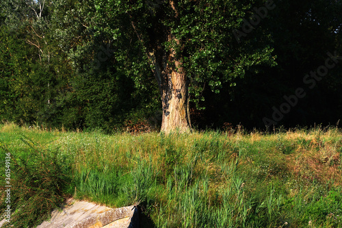 Albero di pioppo in pianura padana, dettaglio del fusto