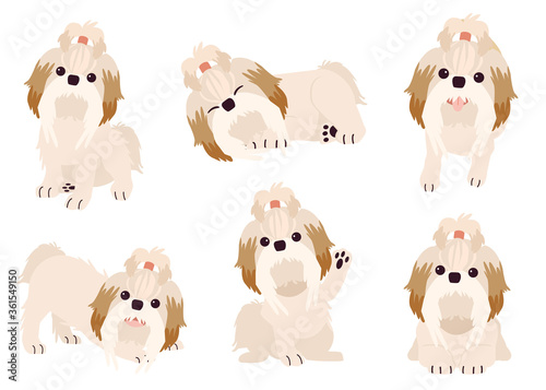 The collection of shihtzu dog in many action with flat vector style. Graphic resource about set of dogs boston terrier for graphic, content, etc. 