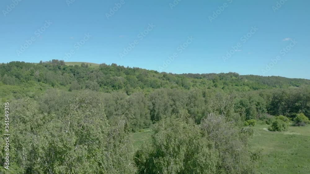 Green foliage on trees in a forest Green foliage on trees in a forest