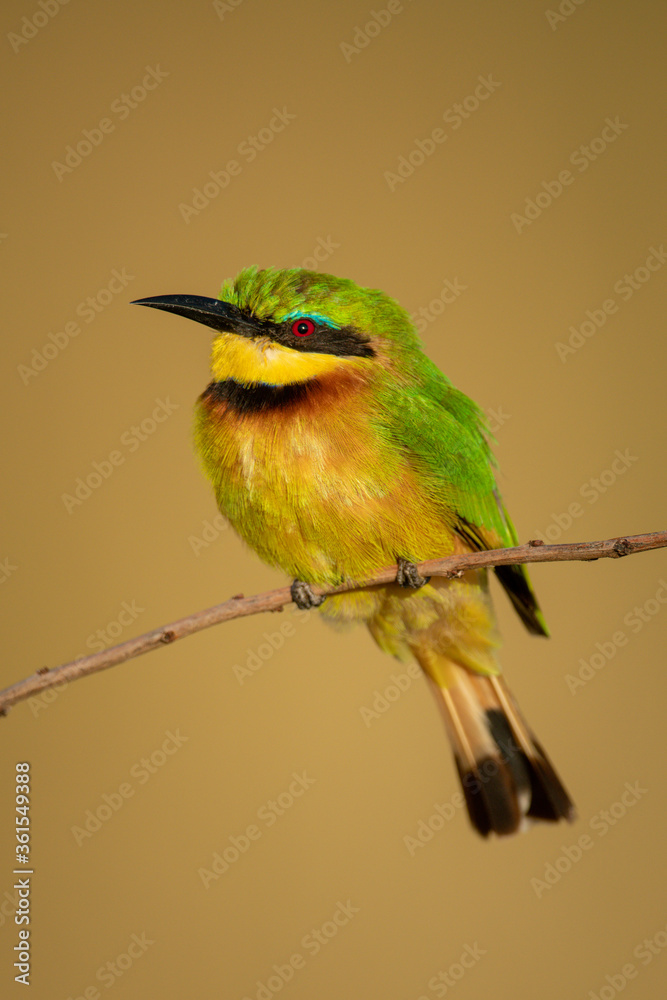 Obraz premium Little bee-eater on branch with golden background