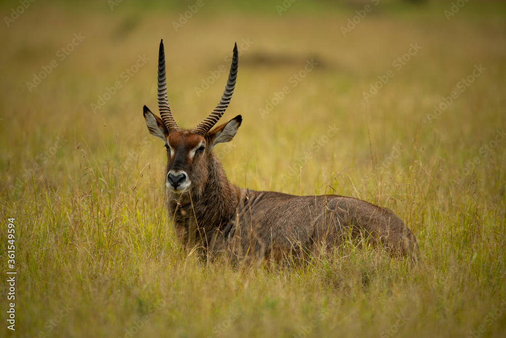 Male waterbuck stands in grass eyeing camera Male waterbuck stands in grass eyeing camera