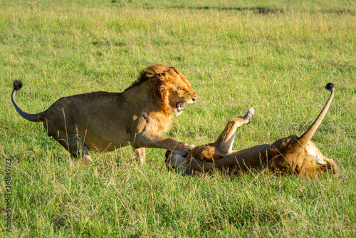 Male and female lions fight after mating
