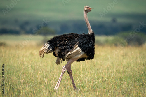 Male common ostrich walks on bleached grass photo