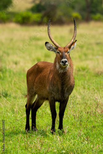 Male defassa waterbuck stands in grassy clearing