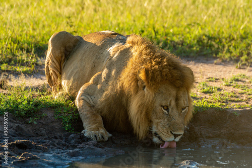Photography Male lion lies drinking at water hole