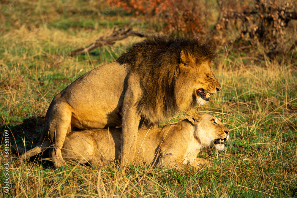 Male lion mates with lioness in savannah Male lion mates with lioness in savannah