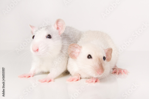 Two rittens on a white background