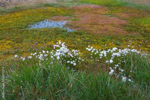 Arctic Cotton grass (Eriophorum scheuchzeri ssp. arcticum), Tundra, Mammoth River, Wrangel Island, Russian Far East, Unesco World Heritage Site photo