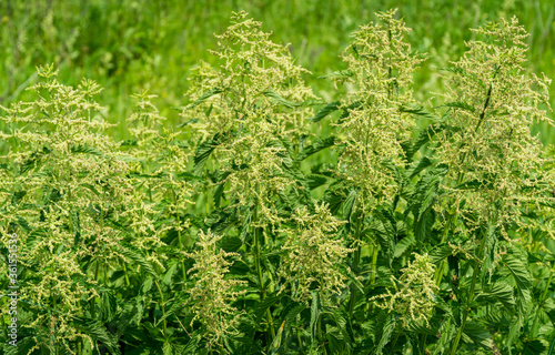 Flowering Urtica dioica, known as common nettle bushes. Stinging nettle leaf leaves burns on the skin. Herbaceous perennial flowering plant in the family Urticaceae.
