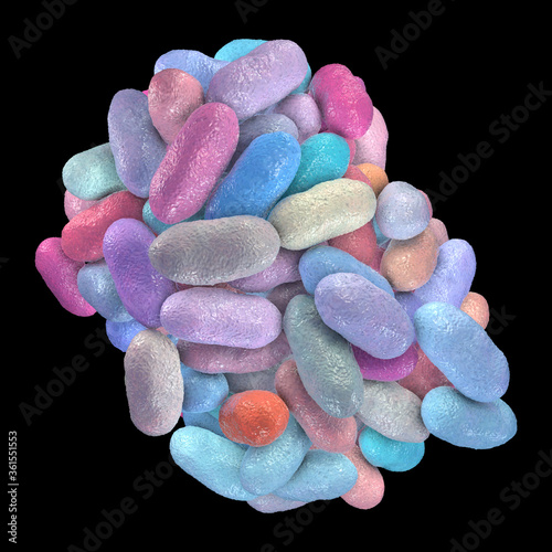 Porphyromonas gingivalis bacteria photo
