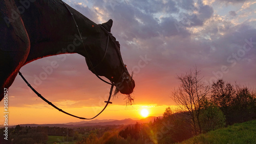 CLOSE UP: Horse looks toward sunset while pasturing in the tranquil countryside