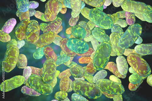 Porphyromonas gingivalis bacteria