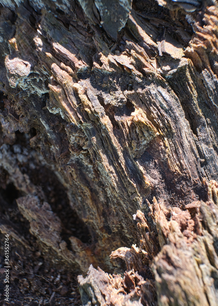 Withered wood texture