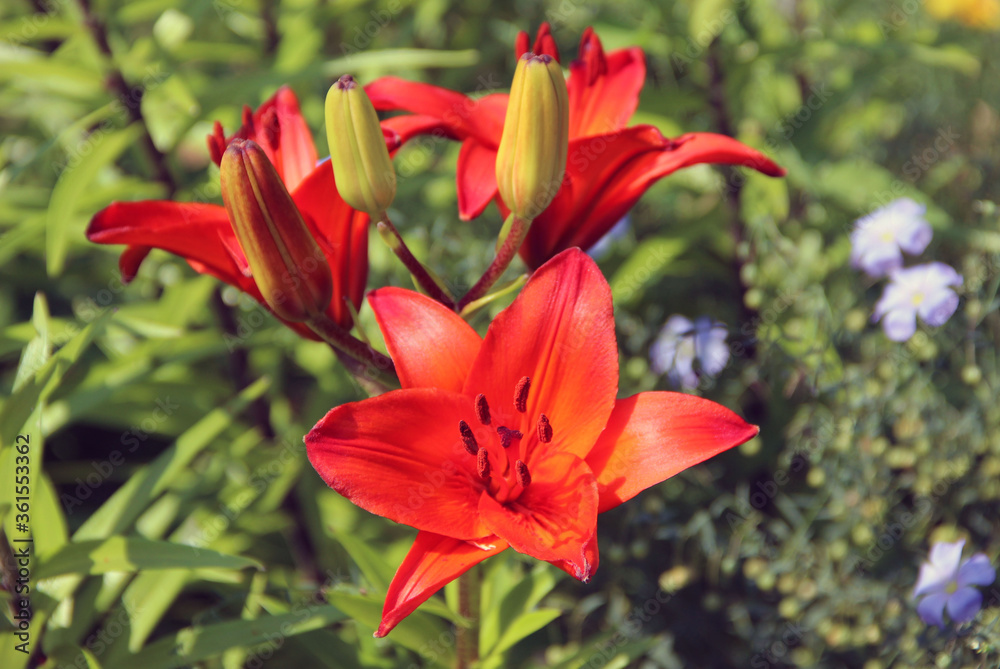View from above on a beautiful distinct red flowers and some closed buds of green-red colour. View from above on a beautiful distinct red flowers and some closed buds of green-red colour.