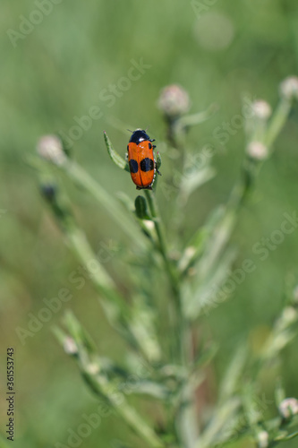 Red bug